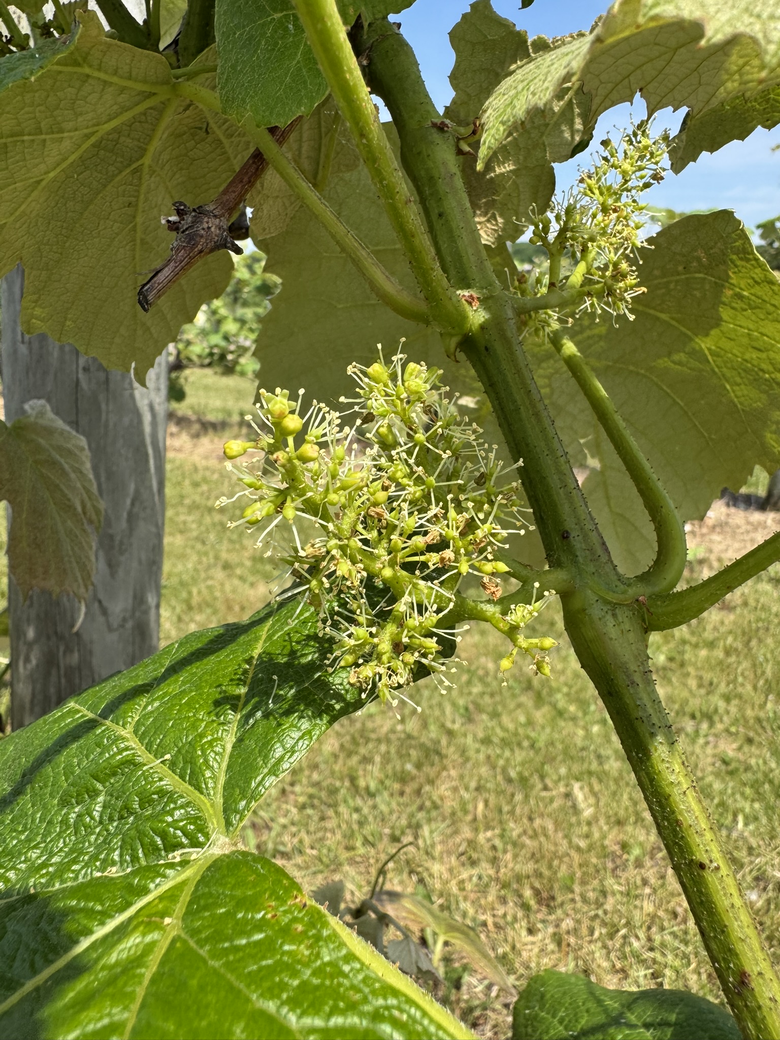 Little green flowers that will eventually become grapes growing on a vine